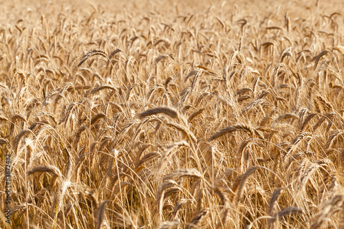 Plakat the ripened cereals