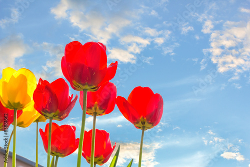 Fototapeta natura tulipan ogród