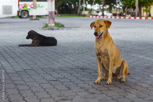 Obraz na płótnie Psy siedzą na ulicy
