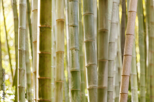 Obraz na płótnie bambus zen roślinność tropikalny roślina