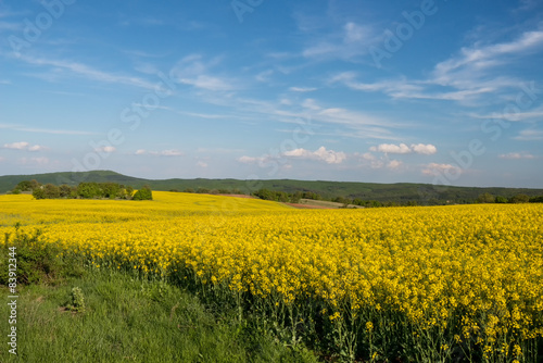 Fotoroleta pejzaż kwiat roślina natura