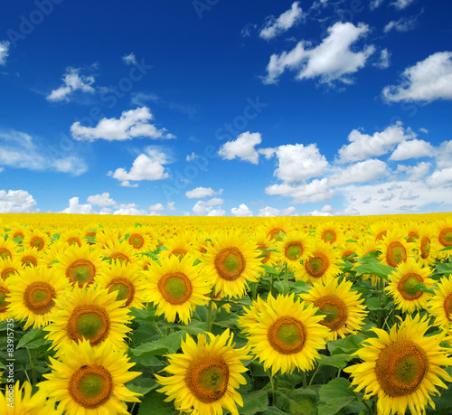 Fototapeta pejzaż pole natura kwiat słonecznik