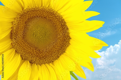 Plakat Sunflower, Sun, Single Flower.