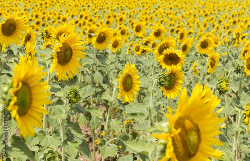 Naklejka Sunflowers face the Sun