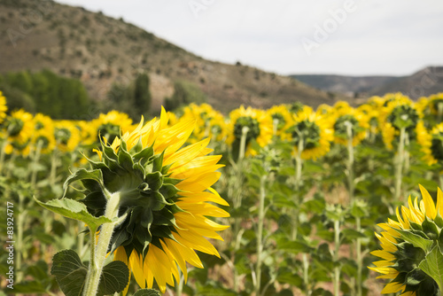 Naklejka słonecznik słońce obraz kwiat