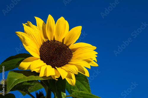 Naklejka roślina kwiat słońce