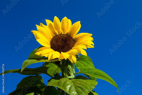 Fotoroleta Sonnenblume, Helianthus annuus