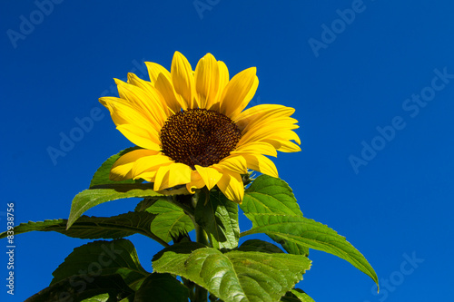 Plakat Sonnenblume, Helianthus annuus