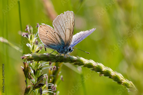 Plakat lato motyl 2015 owad delicje