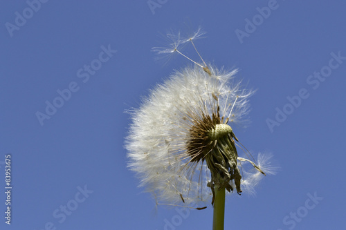 Obraz na płótnie roślina natura niebo kwiat