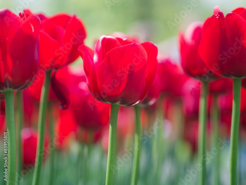Plakat tulipan lato natura