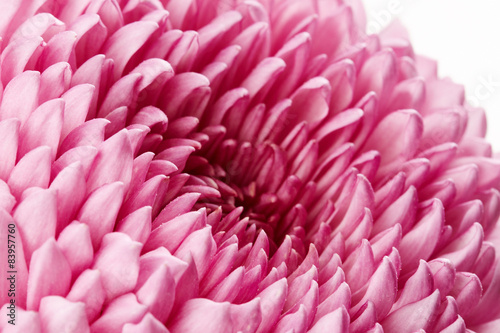 Naklejka Pink chrysanthemum