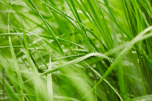 Plakat Green grass