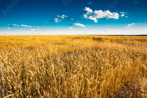 Obraz na płótnie lato jęczmień pejzaż natura żyto