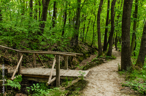 Naklejka natura las krajobraz droga żywica