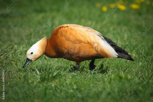 Fotoroleta zwierzę park ładny woda