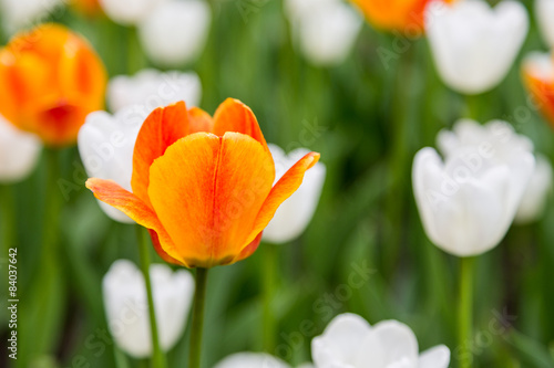 Fotoroleta kwiat roślina tulipan