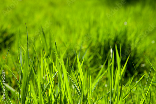 Obraz na płótnie kwiat lato ogród natura pastwisko