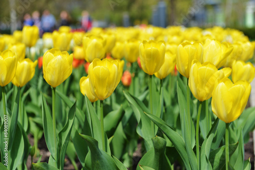 Fotoroleta pejzaż tulipan kwiat pole łąka