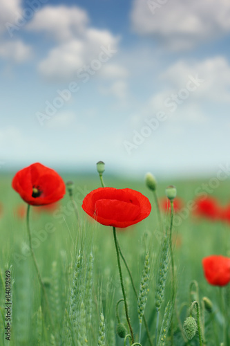 Naklejka roślina pejzaż natura mak niebo