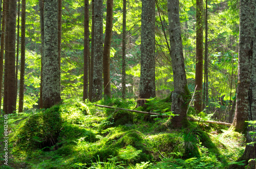 Naklejka bezdroża roślina natura polana pejzaż