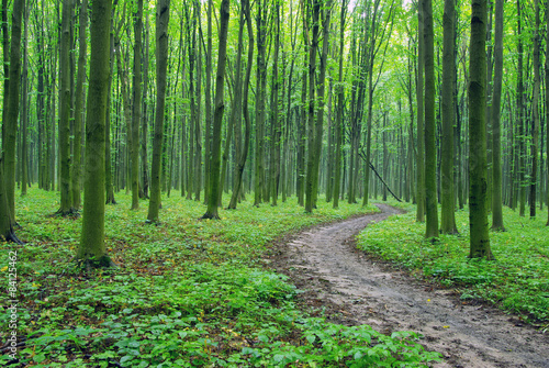 Naklejka natura spokojny las roślina krajobraz