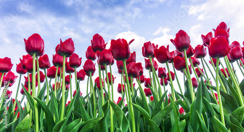 Fotoroleta świeży pole tulipan