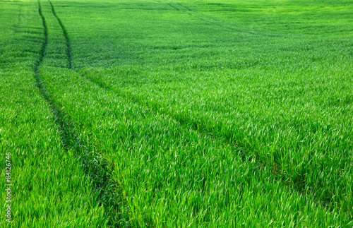 Obraz na płótnie trawa panoramiczny łąka krajobraz