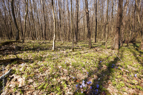 Fotoroleta las krzew natura obraz park