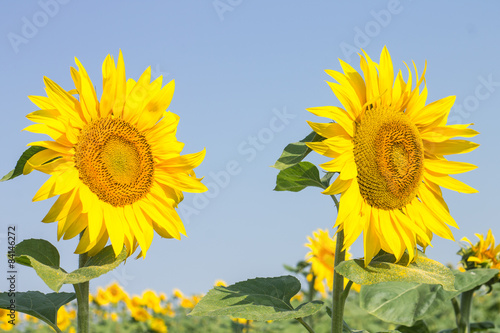 Fotoroleta Two ripe sunflowers on summer blue sky background