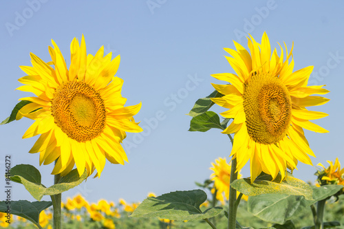 Plakat Two ripe sunflowers on summer blue sky background