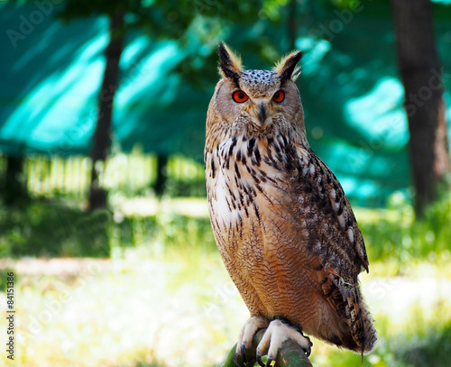 Naklejka natura las sowa ładny oko