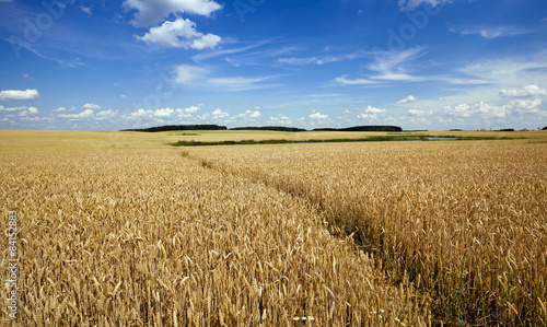 Fotoroleta pejzaż lato aleja natura łąka