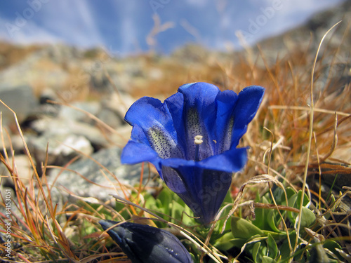 Plakat alpy góra francja