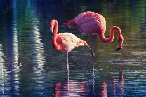 Naklejka zwierzę fauna tropikalny woda