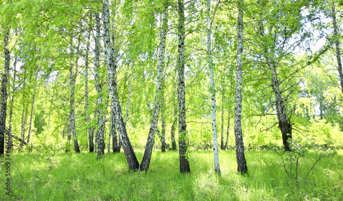 Fotoroleta brzoza lato słońce natura pejzaż