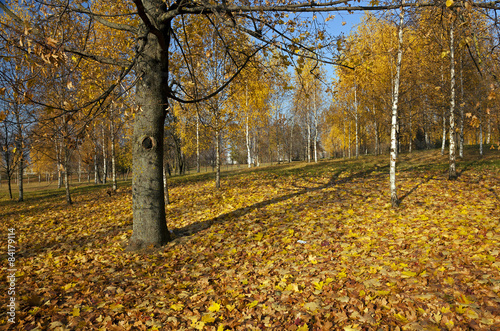 Fototapeta park witalność natura