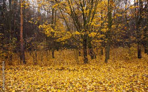 Obraz na płótnie pejzaż krzew jesień wiejski drzewa