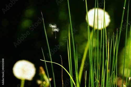 Obraz na płótnie kwiat pyłek trawa natura