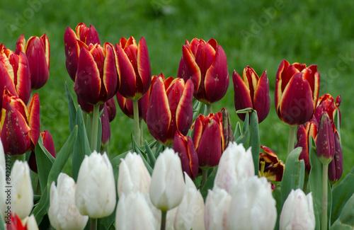 Fototapeta tulipan lato natura kwiat łąka