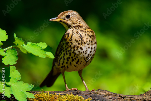 Naklejka dziki natura oko