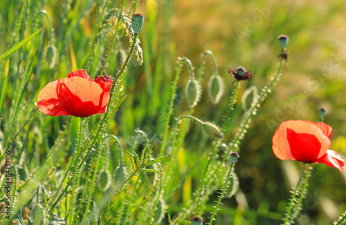 Obraz na płótnie pąk piękny natura