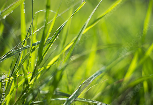 Naklejka pole trawa bokeh chwast zielony