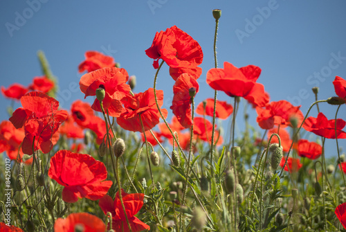 Fotoroleta poppy field with bush and blue sky