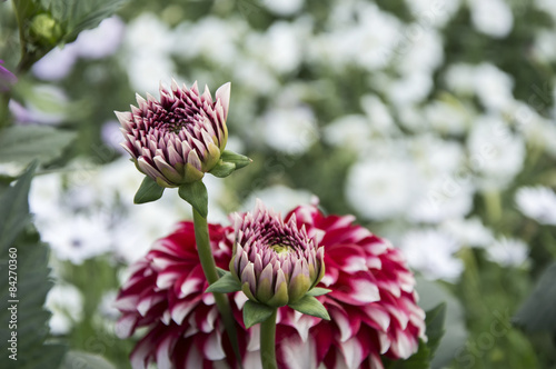 Naklejka Shaded dahlia buds and flower