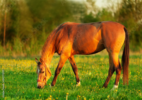 Naklejka koń natura lea pomarańczowy