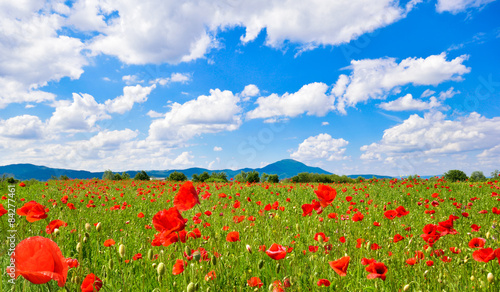 Naklejka panorama mak natura niebo kwiat