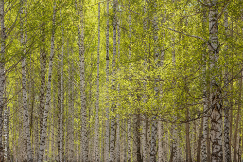 Naklejka roślina park roślinność drzewa