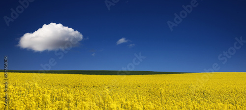 Naklejka panoramiczny trawa słońce panorama niebo