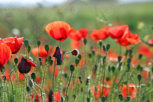 Plakat poppies flower field nature background